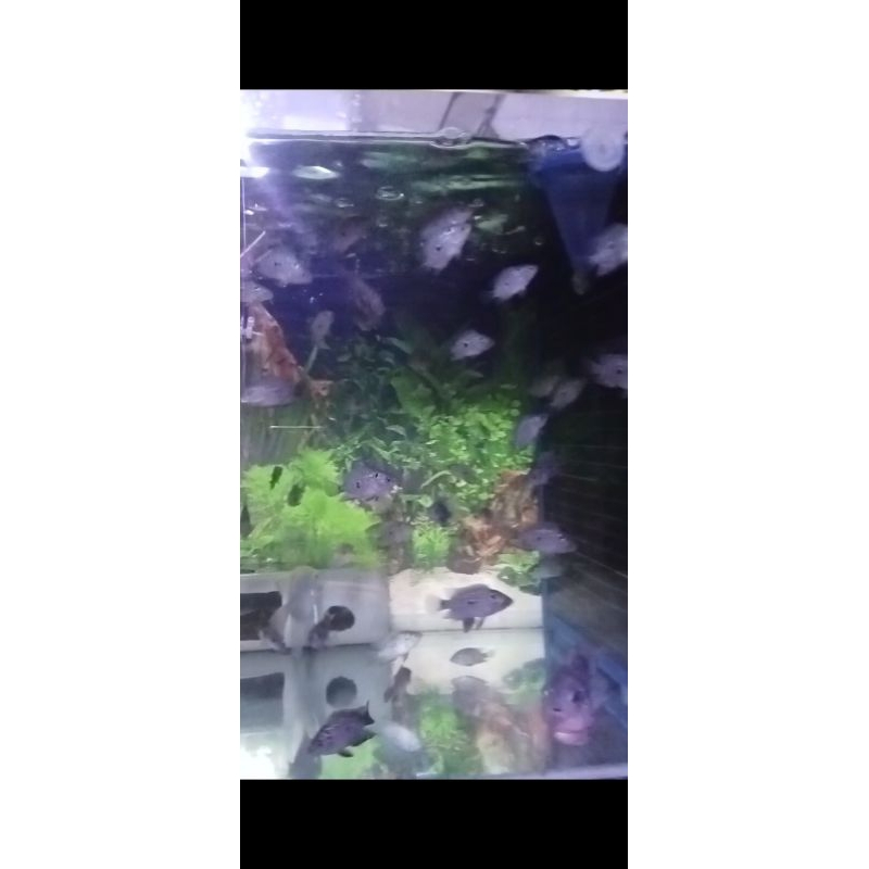 Burayak Louhan (Kamfa x Bonsai)