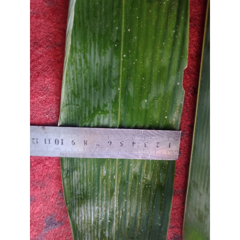 

daunbambusuperlebar#godongpringuntukbungkusbacangdll