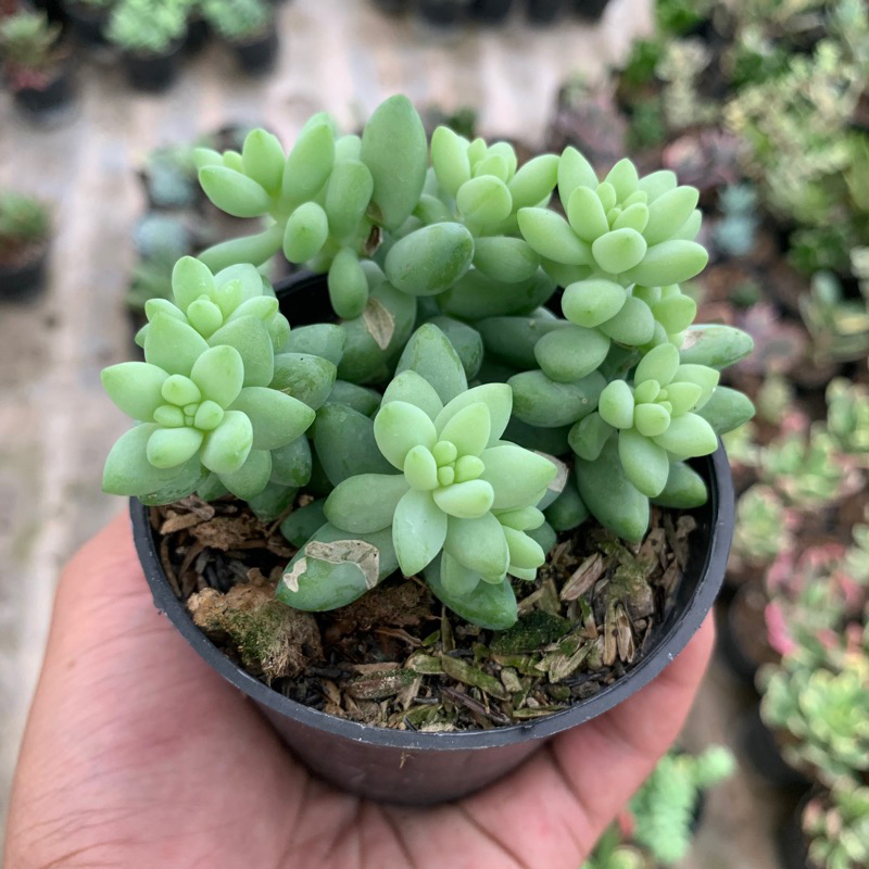 Sukulen Sedum Air Mata Ibu