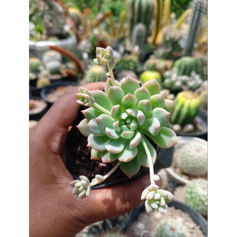 Sukulen Echeveria Prolifica / Sukulen anting ratu