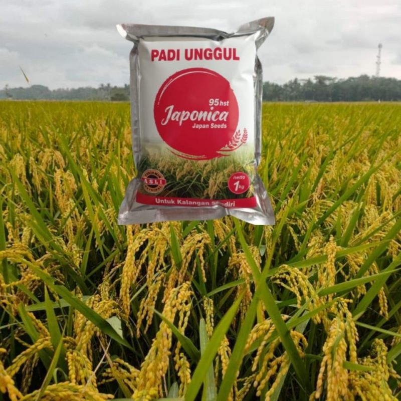 Benih Padi Japonica bibit padi jepang sushi nasi japan