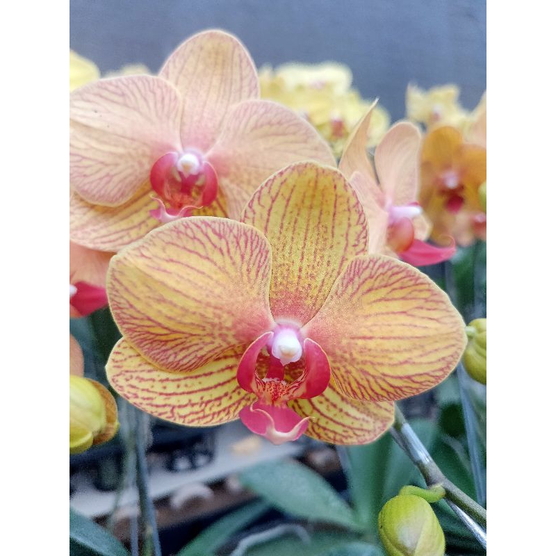 anggrek bulan premium orange garis kuning berurat merah phalaenopsis hybrid bunga besar kondisi knop