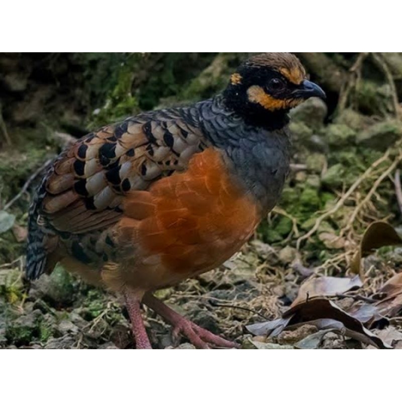 Burung Puyuh gonggong sepasang pilihan