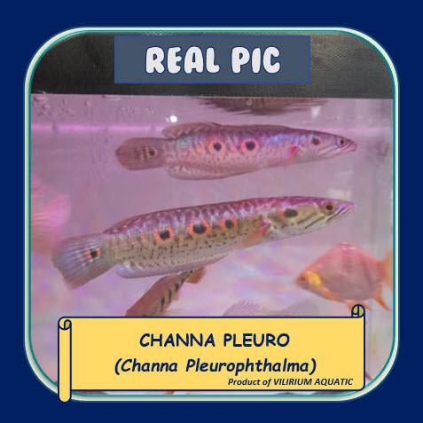 IKAN HIAS AIR TAWAR - CHANNA PLEURO / CHANNA PLEUROPHTHALMA / CHANNA SELENDANG MAYANG