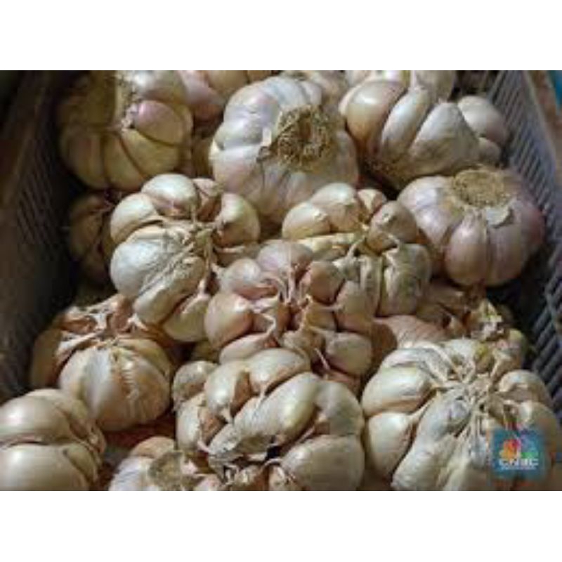 

bawang putih banci/500gram