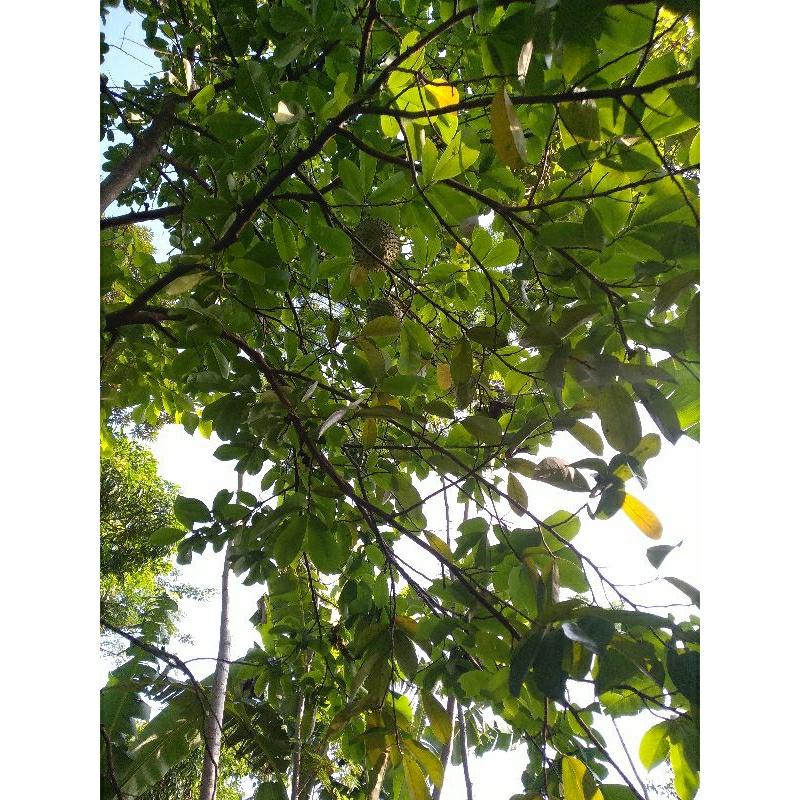 

DAUN SIRSAT DAUN SIRSAK ISI 10 LEMBAR