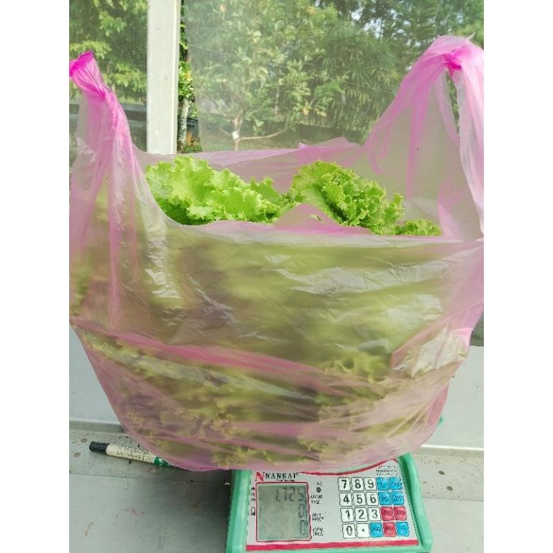 

sayur selada hidroponik 1kg