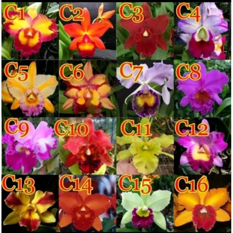 bibit anggrek Cattleya