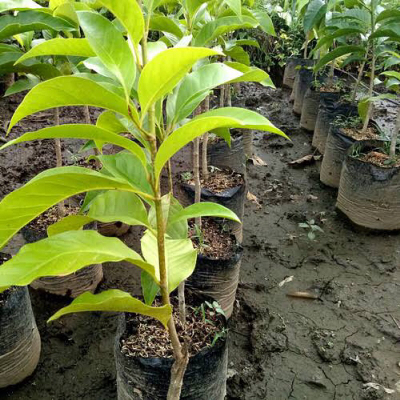 bibit pohon bunga kantil kuning | bunga kantil