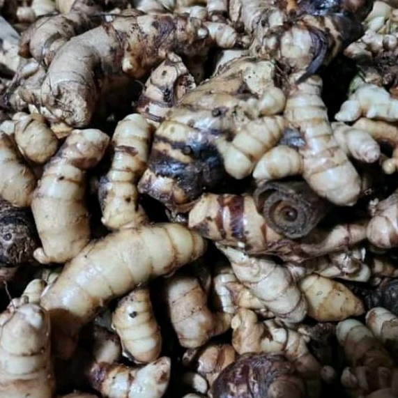 

KUNYIT PUTIH ISI 2 KG BERSIH
