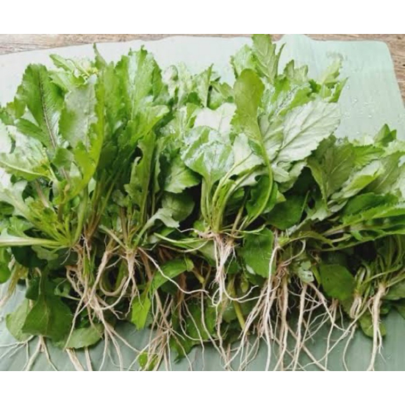 

Daun sawi tanah segar fresh petik langsung 250 gram