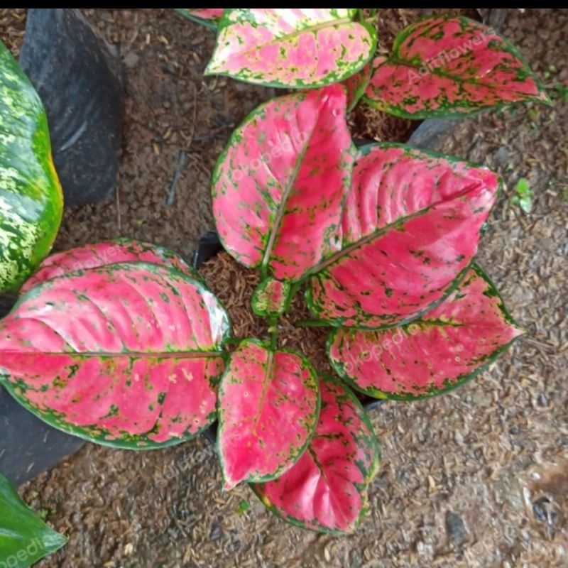 Aglonema Dut Anjamani Super merah
