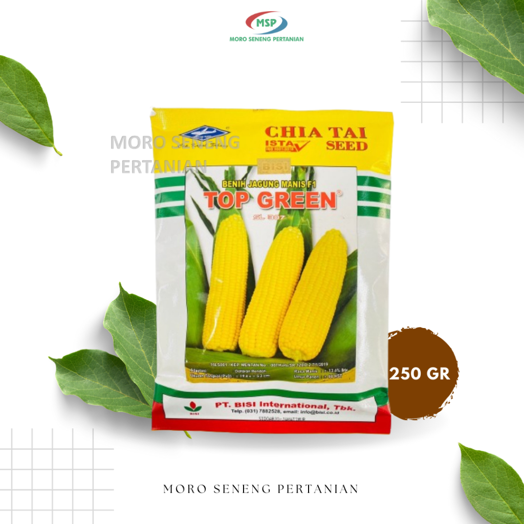BENIH JAGUNG MANIS f1 TOP GREEN isi 250gr