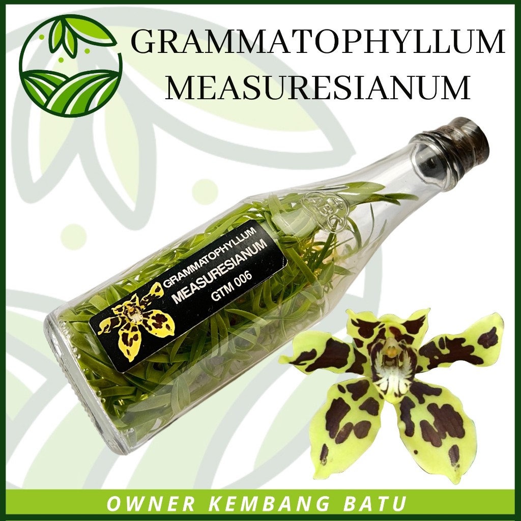 Anggrek Gramma MEASURESIANUM Botolan Anggrek Import Warna Cantik