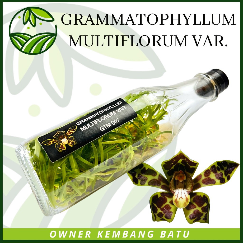 Botolan Anggrek Gramma MULTIFLORUM VAR Langka Import Siap Aklim