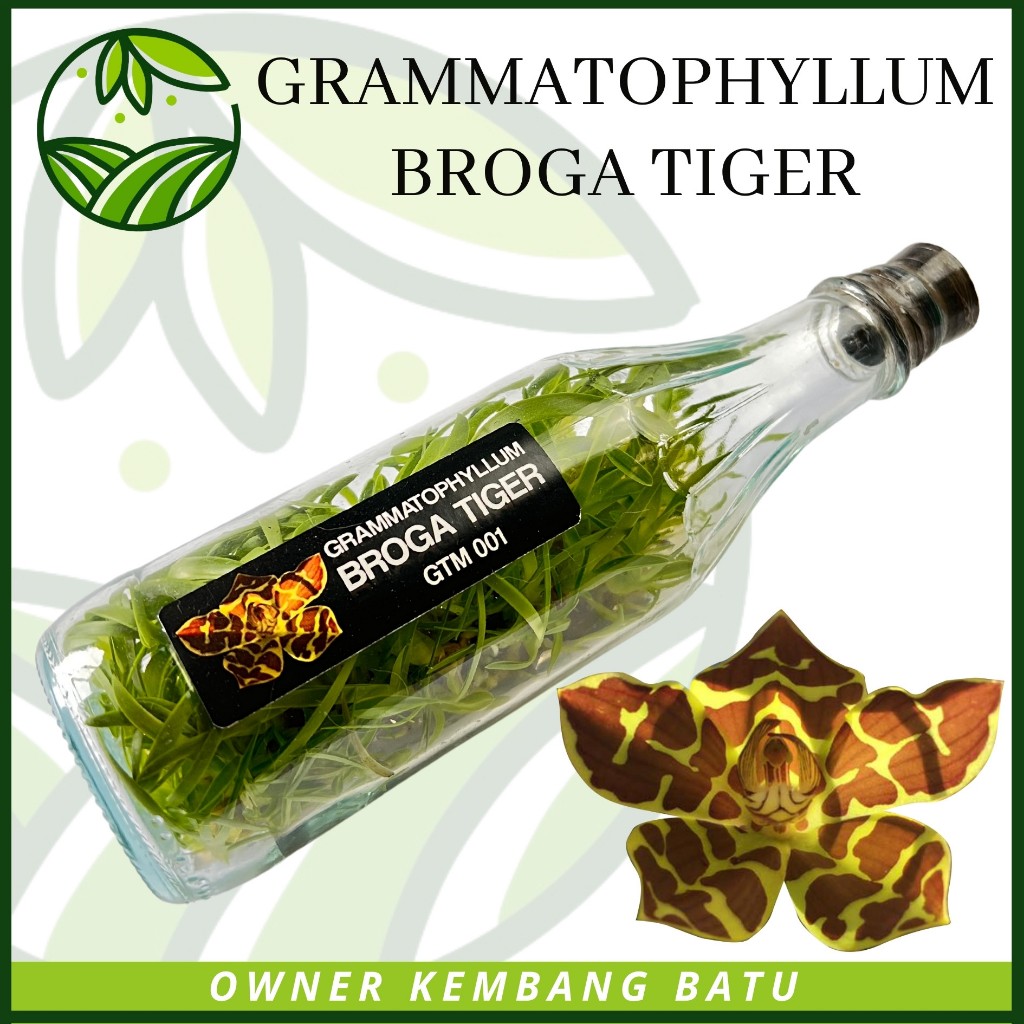Bibit Anggrek Botol GRAMMA BROGA TIGER Siap Aklim Sundul Botol