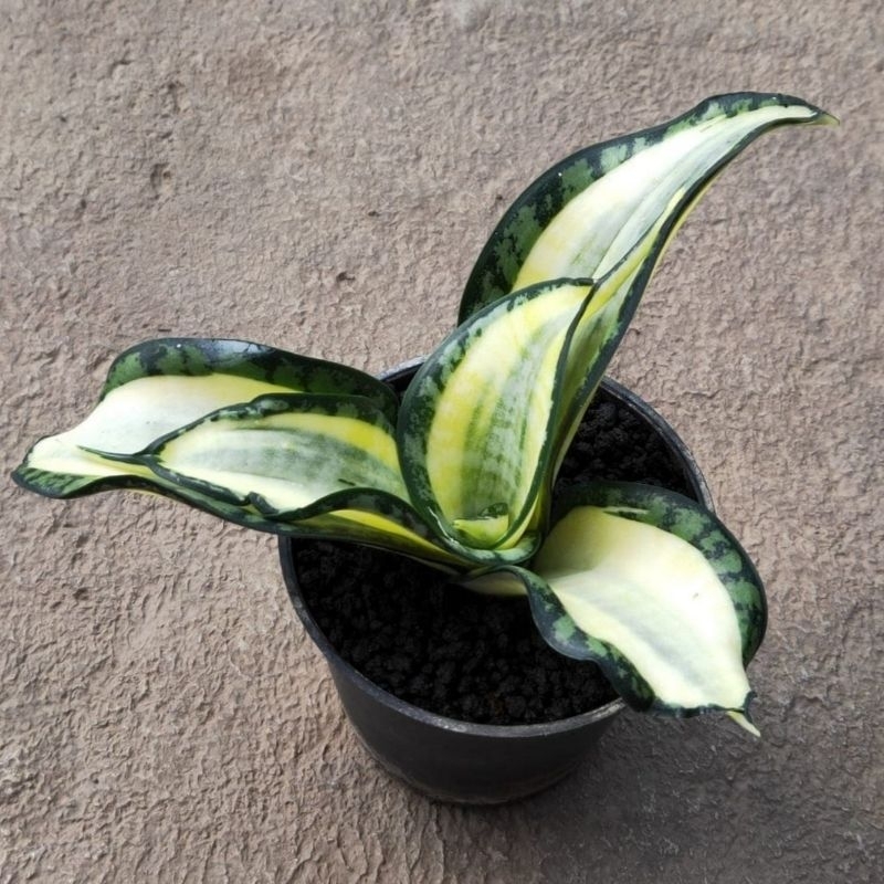 [REMAJA] Sansevieria golden wendy remaja / sansivera sansivieria lidah mertua bibit tanaman hias bun