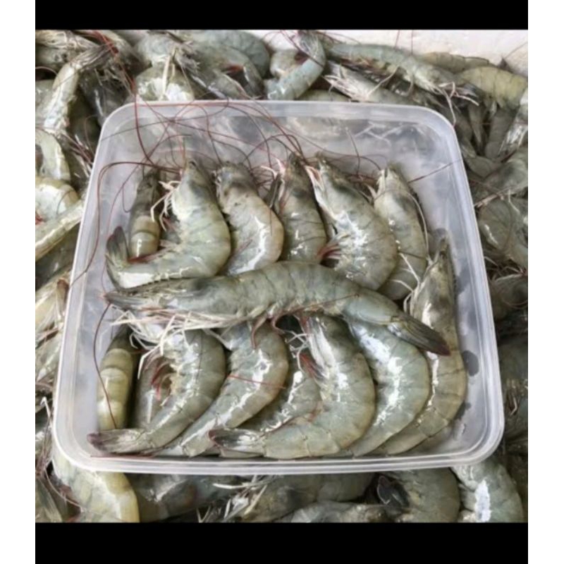 

Udang Vanami Besar