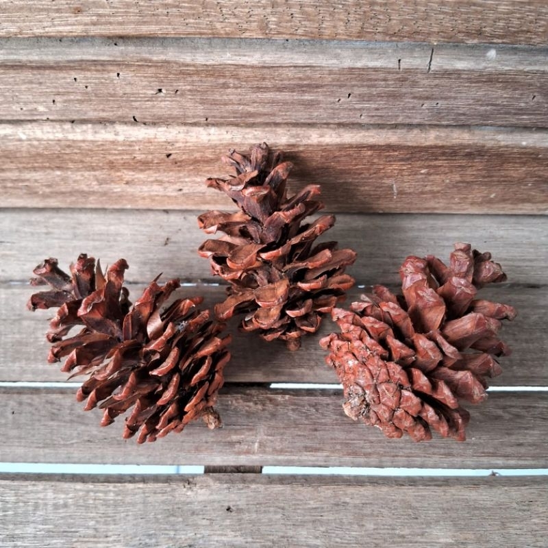 Pine Cone Hamster - Mainan gigitan hamster/Dekorasi kandang hamster