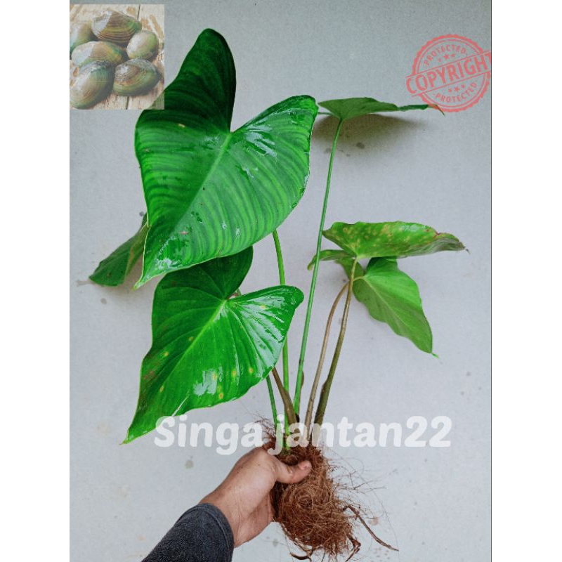 Nampu hijau homalomena occulta Tanaman hias aviary