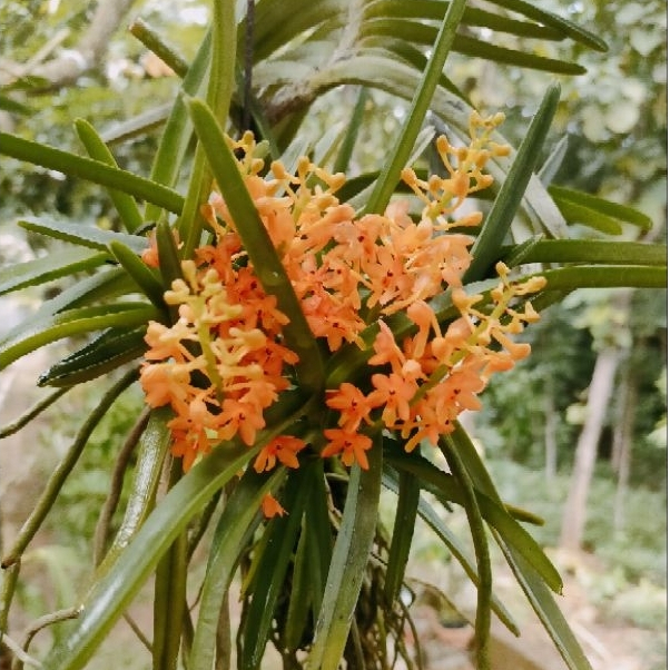 Anggrek asco vanda mini dewasa rawatan