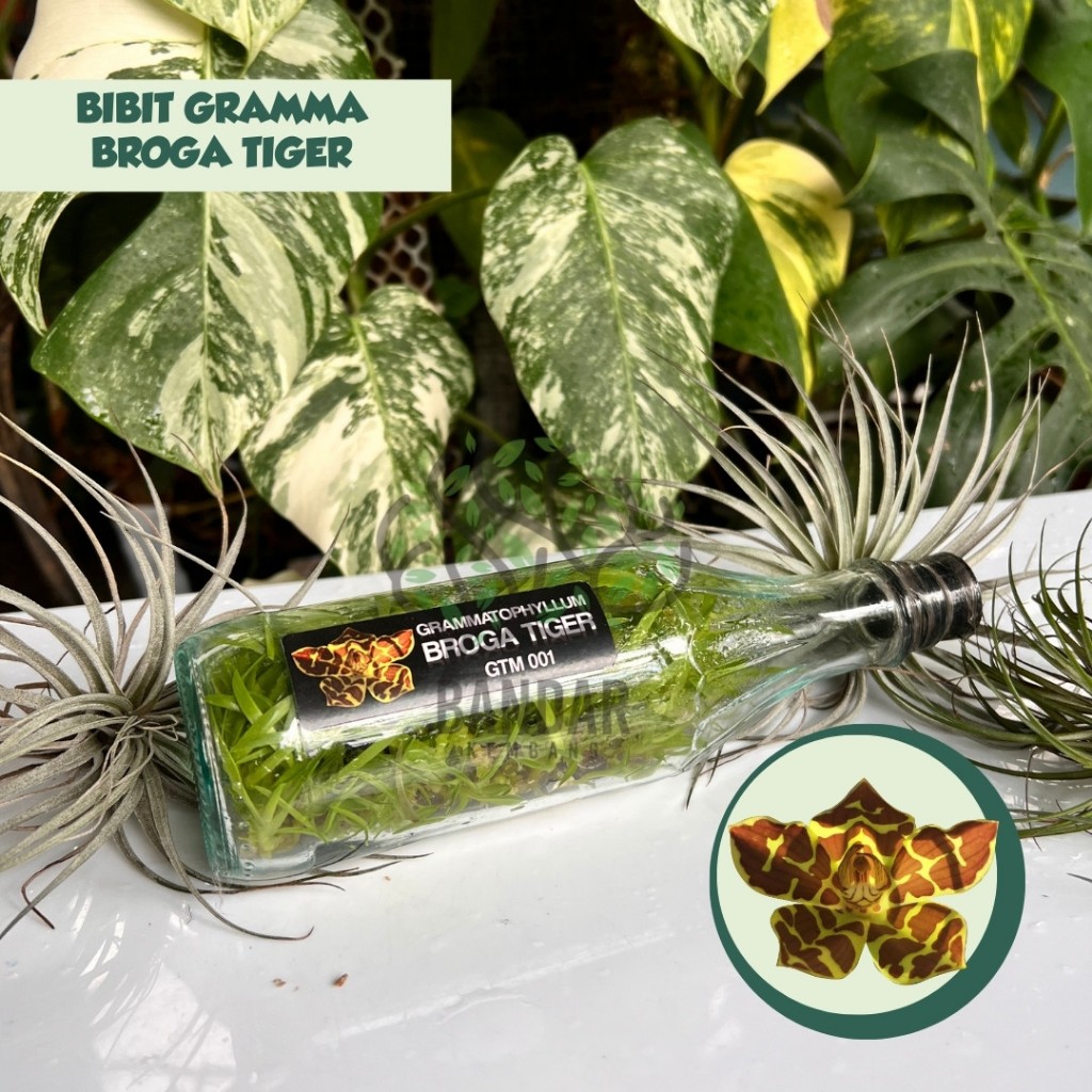 Bibit Anggrek Koleksi Grammatophyllum BROGA TIGER Siap Aklim Sundul Botol