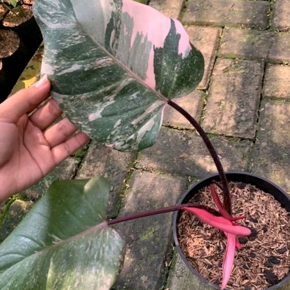 Philo Pink Princess Galaxy