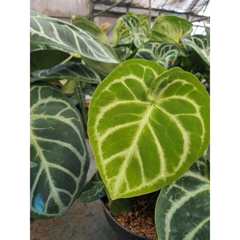 Tanaman hias DORAYAKI /anthurium DORAYAKI