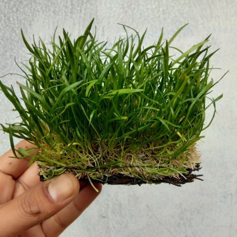 Liliopsis Lempeng - Lilaeopsis Brasiliensis Tanaman Air - Tanaman Aquascape Low Co2