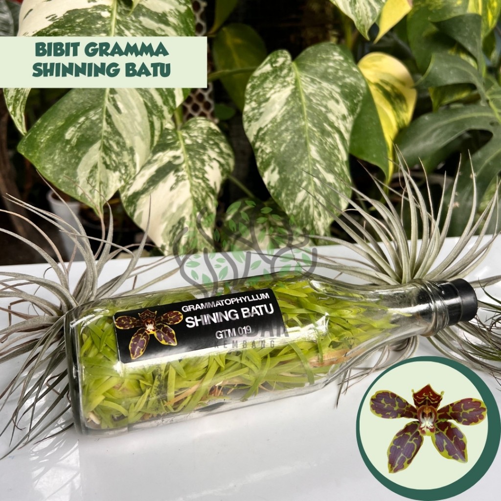 Anggrek Botol Gramma Koleksi SHINING BATU Langka Siap Aklim Sundul