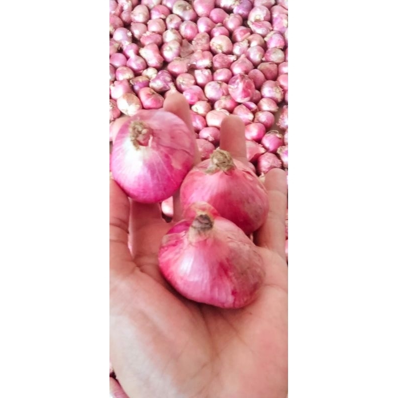 

Bawang Merah JUMBO / bumbu dapur / penyedap rasa / COD