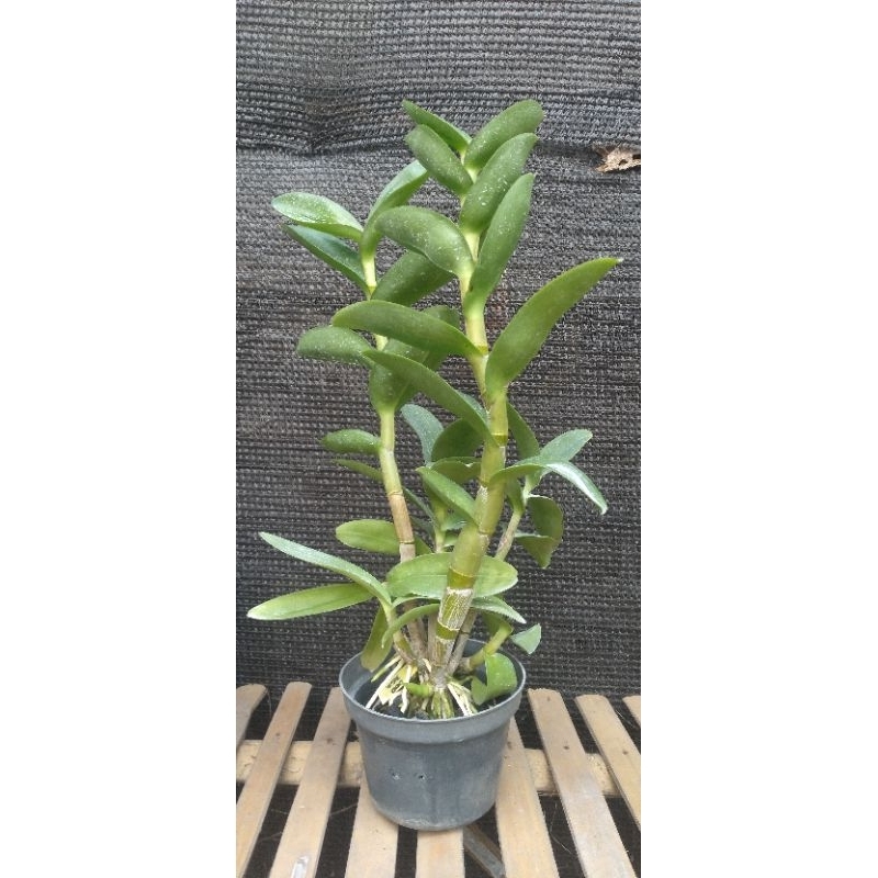 Dendro tunggul ametung