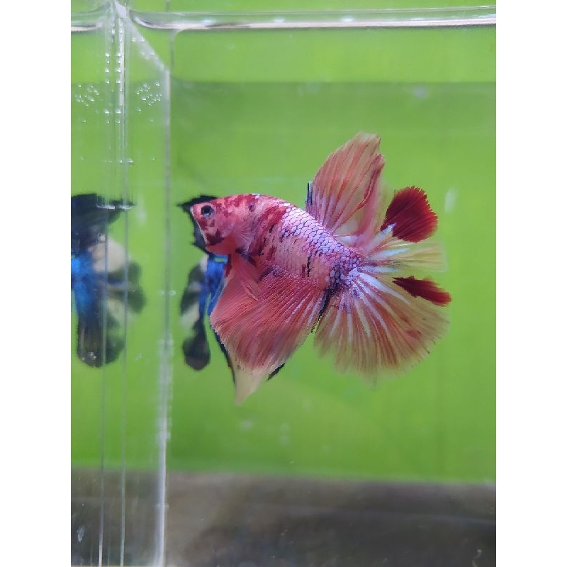 Halfmoon multicolour/rkc/Ykc/nemo cooper