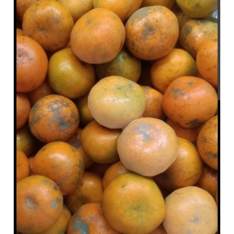 

RB Jeruk Medan (1kg)