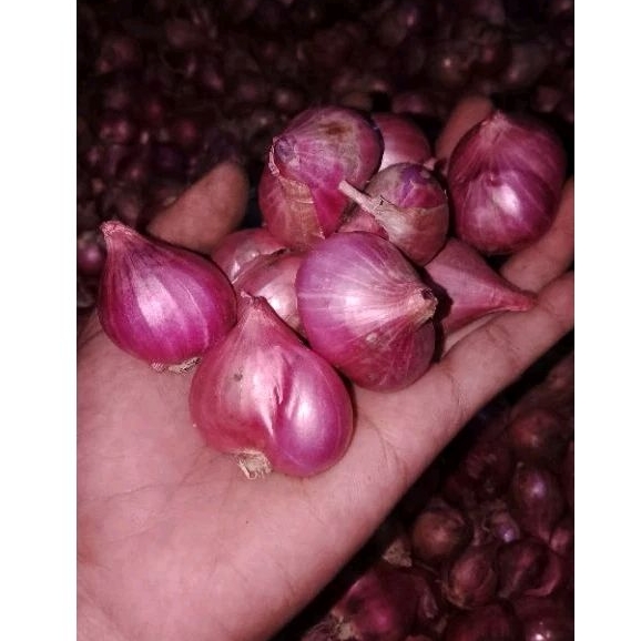 brambang|bawang merah super| bawang merah besar berat 1 KG
