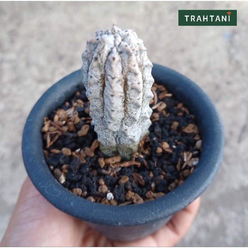 Euphorbia Abdelkuri Unik