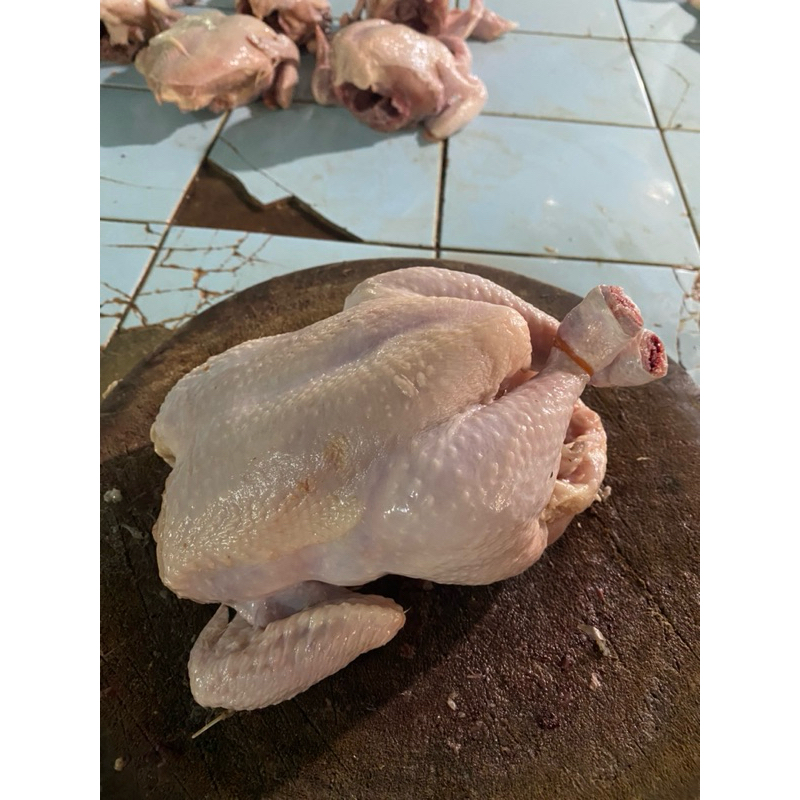 

Ayam Boiler/Negeri 0,8 - 1,5kg