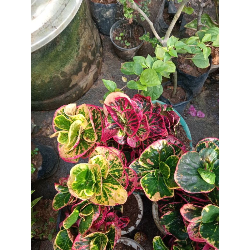 puring busarin besar