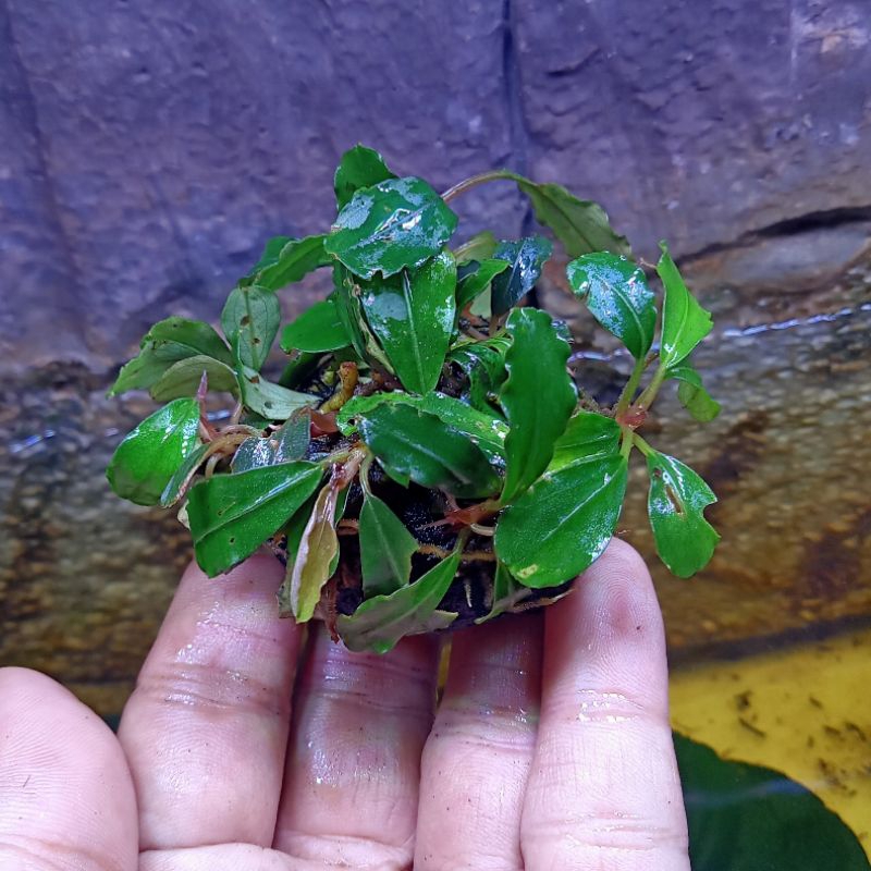 Bucephalandra, media Wabikusa