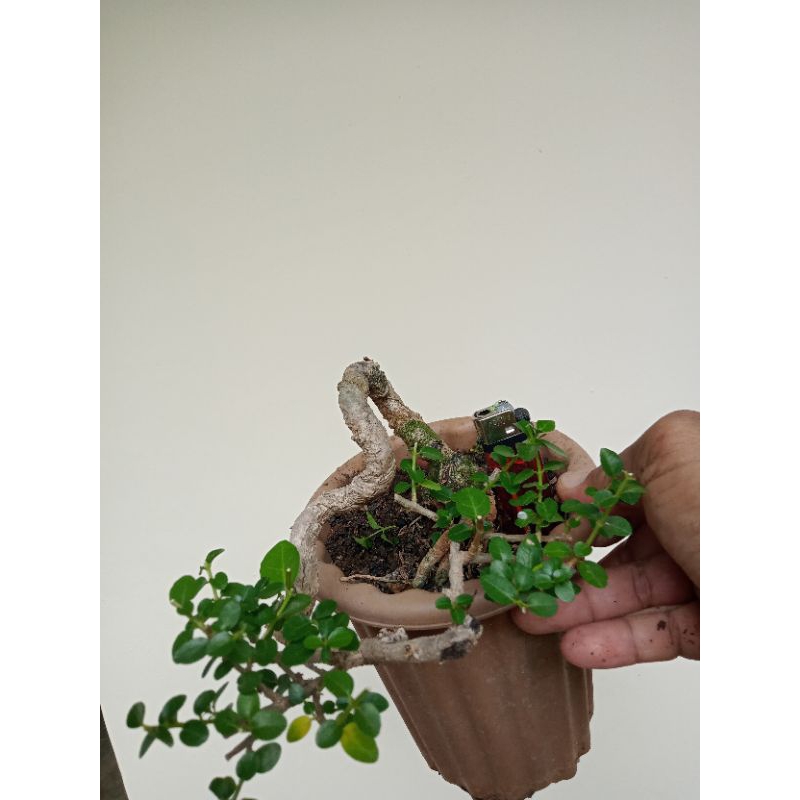 BONSAI SANCANG CASCADE