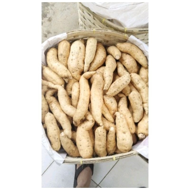 

PROMO Ubi madu Cilembu super manis murah 1kg