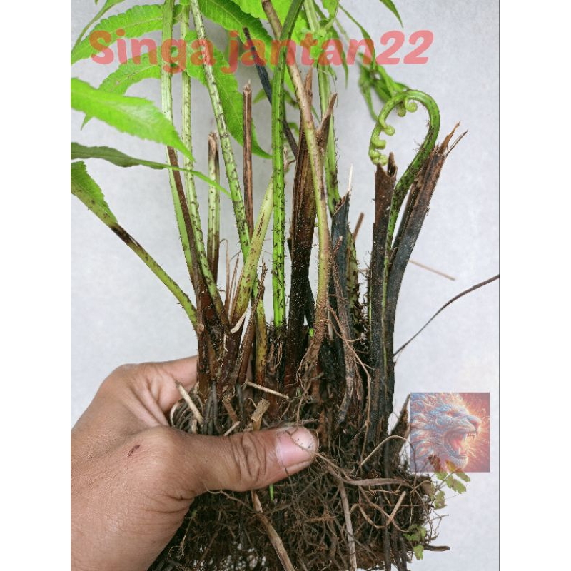 

Pakis sayur per pohon Bibit tanaman new