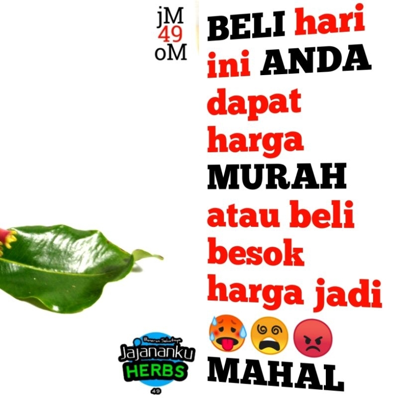 

ADY78 Cengkeh 1 Kg Bumbu Masak Rempah Berkualitas Pilihan