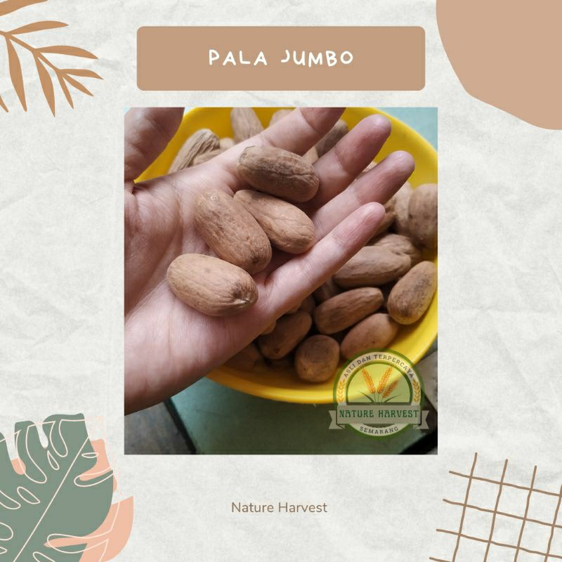 

Biji Pala Ukuran Jumbo 100gr | 250gr | 500gr