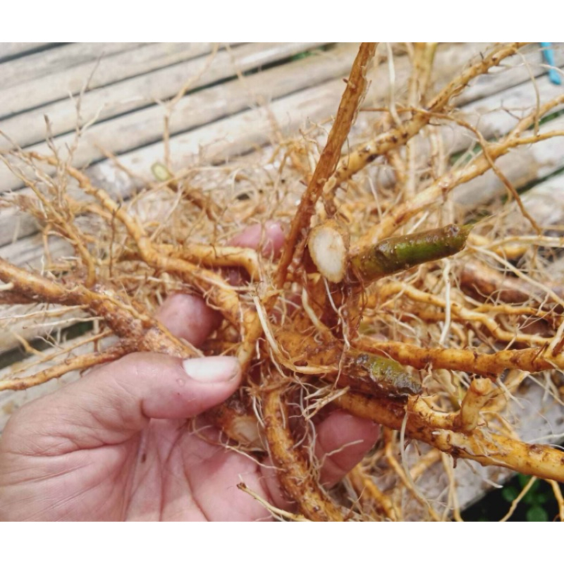 

Akar pulutan segar fresh 500 gram-az