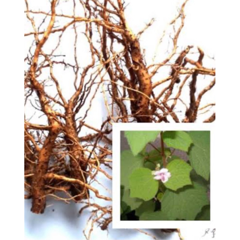 

Akar pulutan segar fresh 250 gram-az