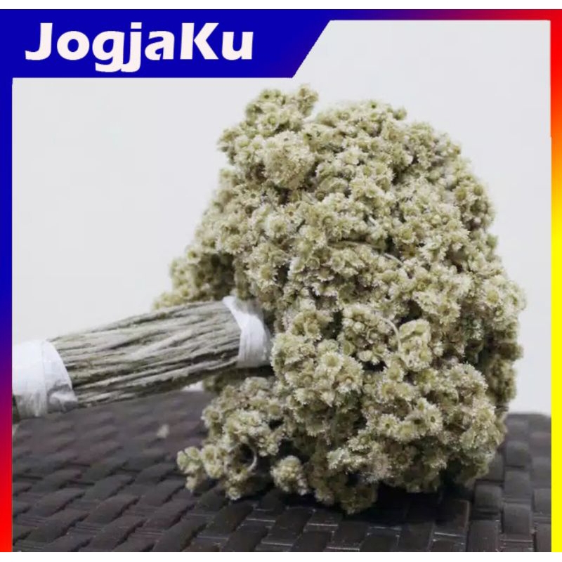 BUNGA EDELWEIS GROSIR ISI 41/45 TANGKAI DAPAT BANYAK MURAH