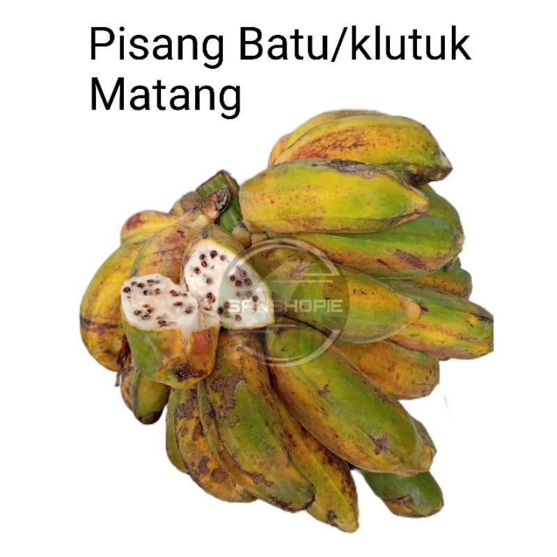 

Buah pisang batu pisang klutuk matang manis