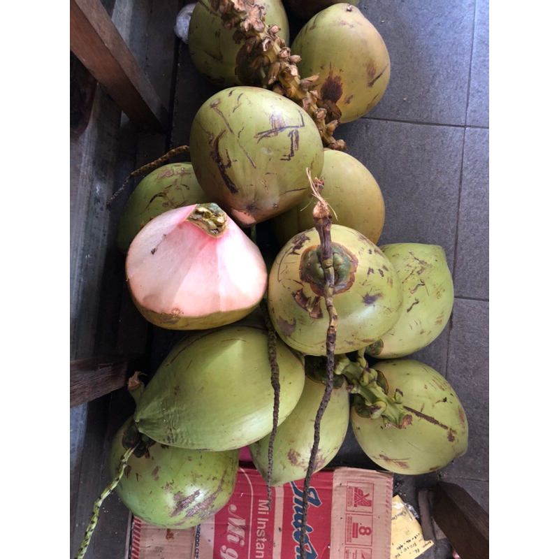 

Kelapa Muda Degan Segar | Kelapa Hijau | 1Buah Utuh Murah