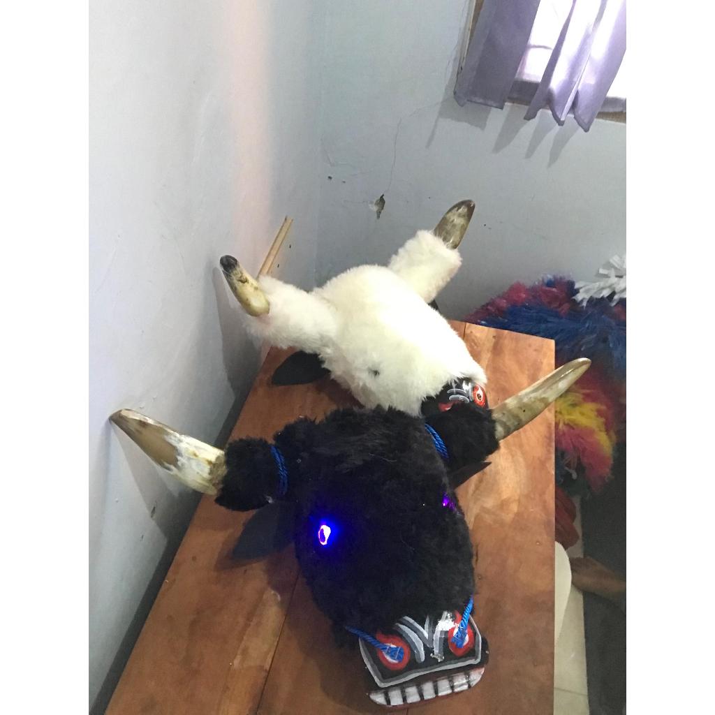 BANTENGAN DEWASA FULL BULU/BANTENGAN MBEROT/ BANTENGAN TANDUK SAPI ASLI/TERLARISS